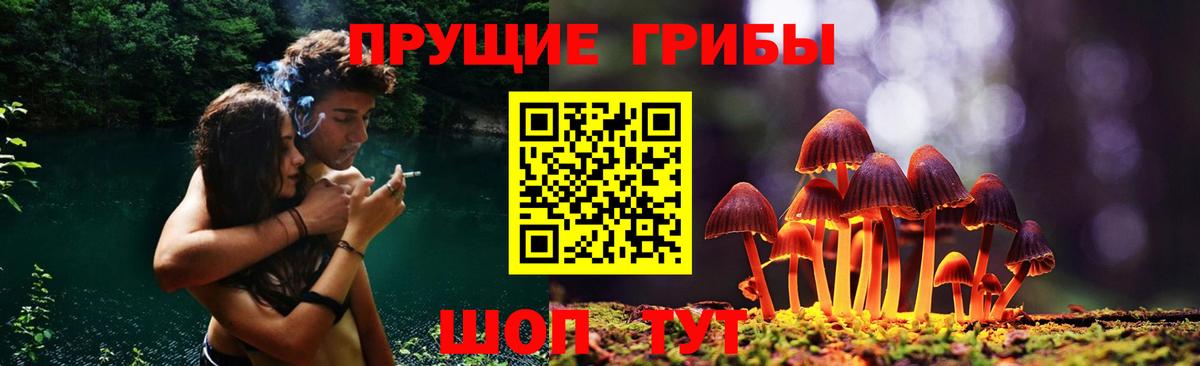Псилоцибиновые грибы Psilocybe Всеволожск